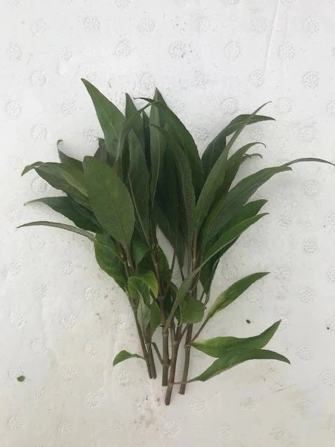 Live Plants|Nomaphila stricta|Cradle Coast Pet & Aquarium