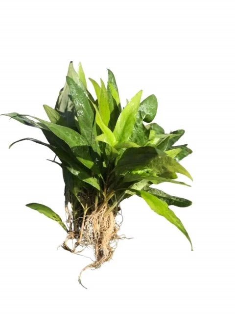 Live Plants|Nomaphila stricta|Cradle Coast Pet & Aquarium