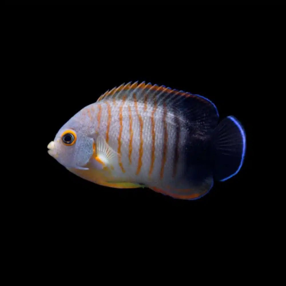 Marine Dwarf Angelfish | Orange Lined Angelfish - Centrogype eibli | Cradle Coast Pet & Aquarium