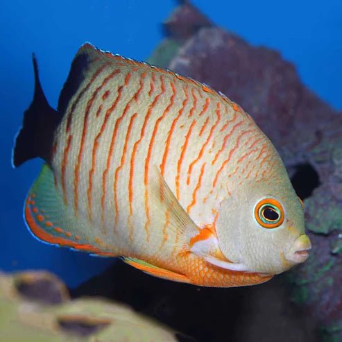 Marine Dwarf Angelfish | Orange Lined Angelfish - Centrogype eibli | Cradle Coast Pet & Aquarium