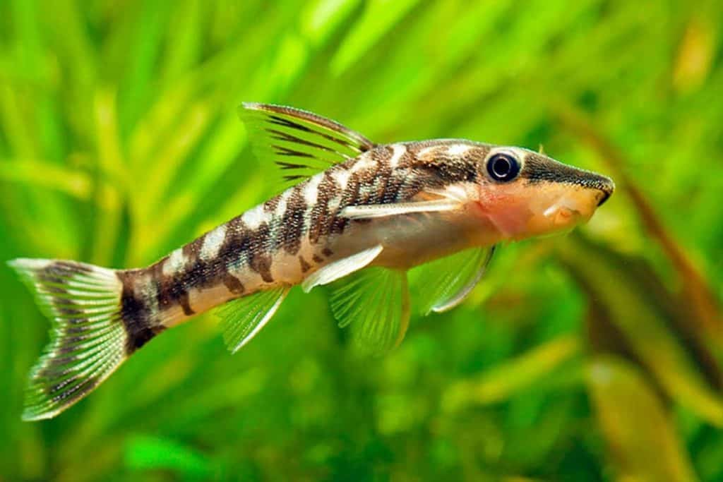 Freshwater Fish|Otocinclus Catfish - Otocinclus arnoldi|Cradle Coast Pet & Aquarium