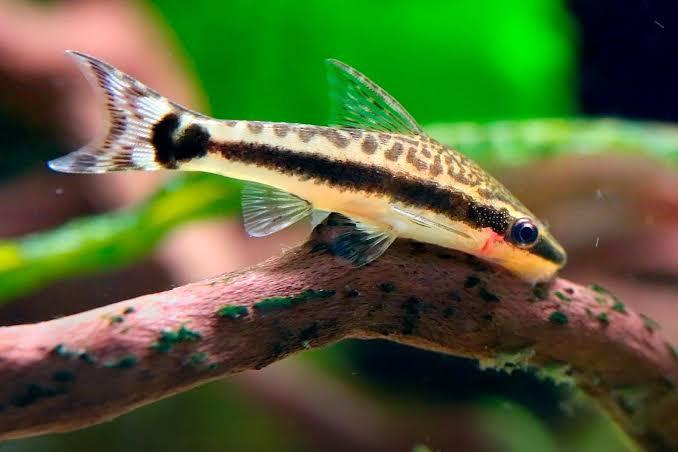 Freshwater Fish|Otocinclus Catfish - Otocinclus arnoldi|Cradle Coast Pet & Aquarium