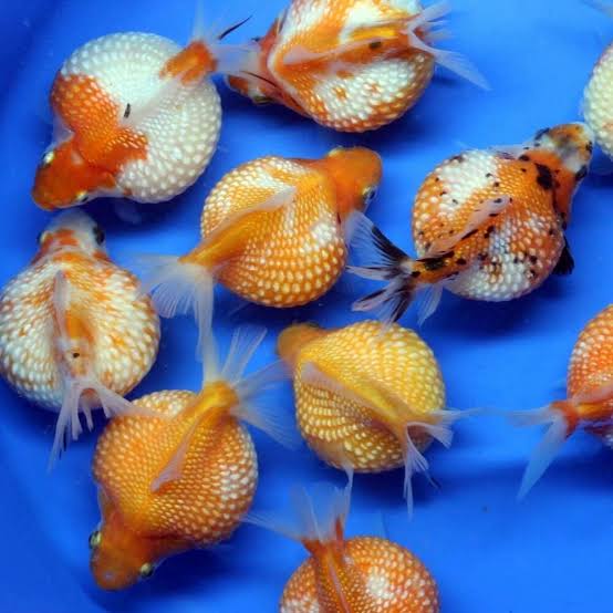Freshwater Fish|Pearlscale Goldfish - Carassius auratus|Cradle Coast Pet & Aquarium