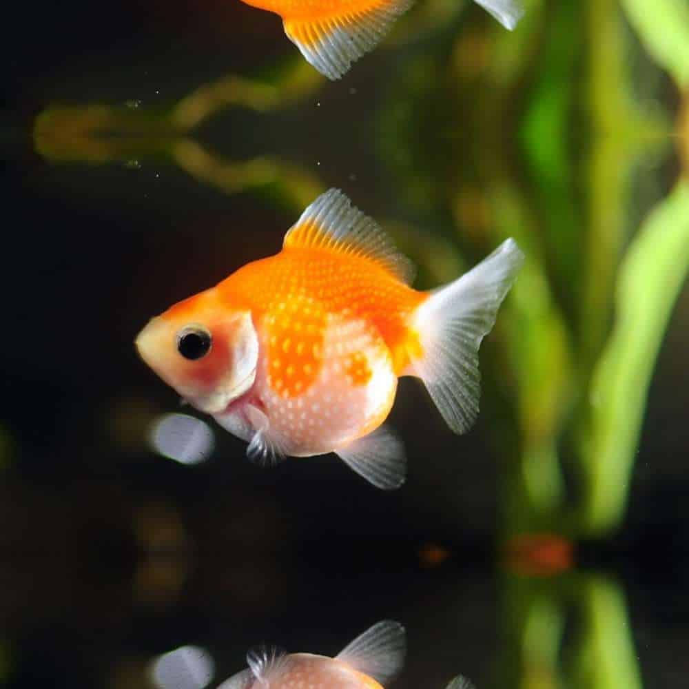 Freshwater Fish|Pearlscale Goldfish - Carassius auratus|Cradle Coast Pet & Aquarium