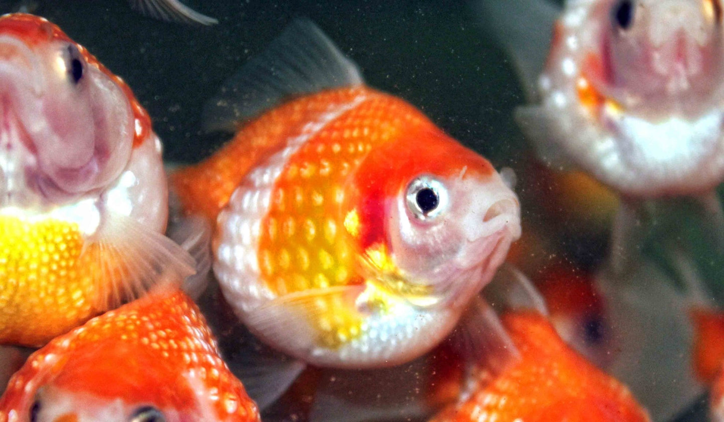 Freshwater Fish|Pearlscale Goldfish - Carassius auratus|Cradle Coast Pet & Aquarium