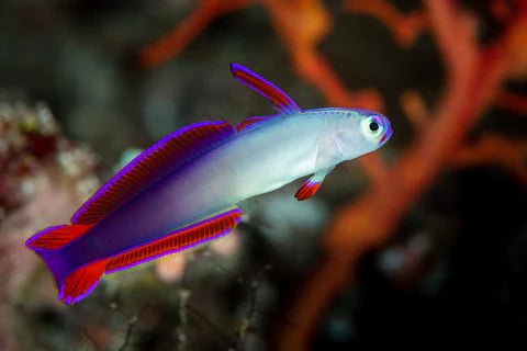 Live Fish|Purple Firefish Goby - Nemateleotris decora|Cradle Coast Pet & Aquarium