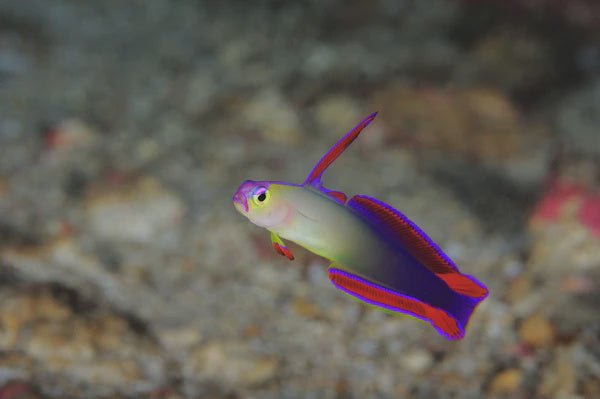 Live Fish|Purple Firefish Goby - Nemateleotris decora|Cradle Coast Pet & Aquarium