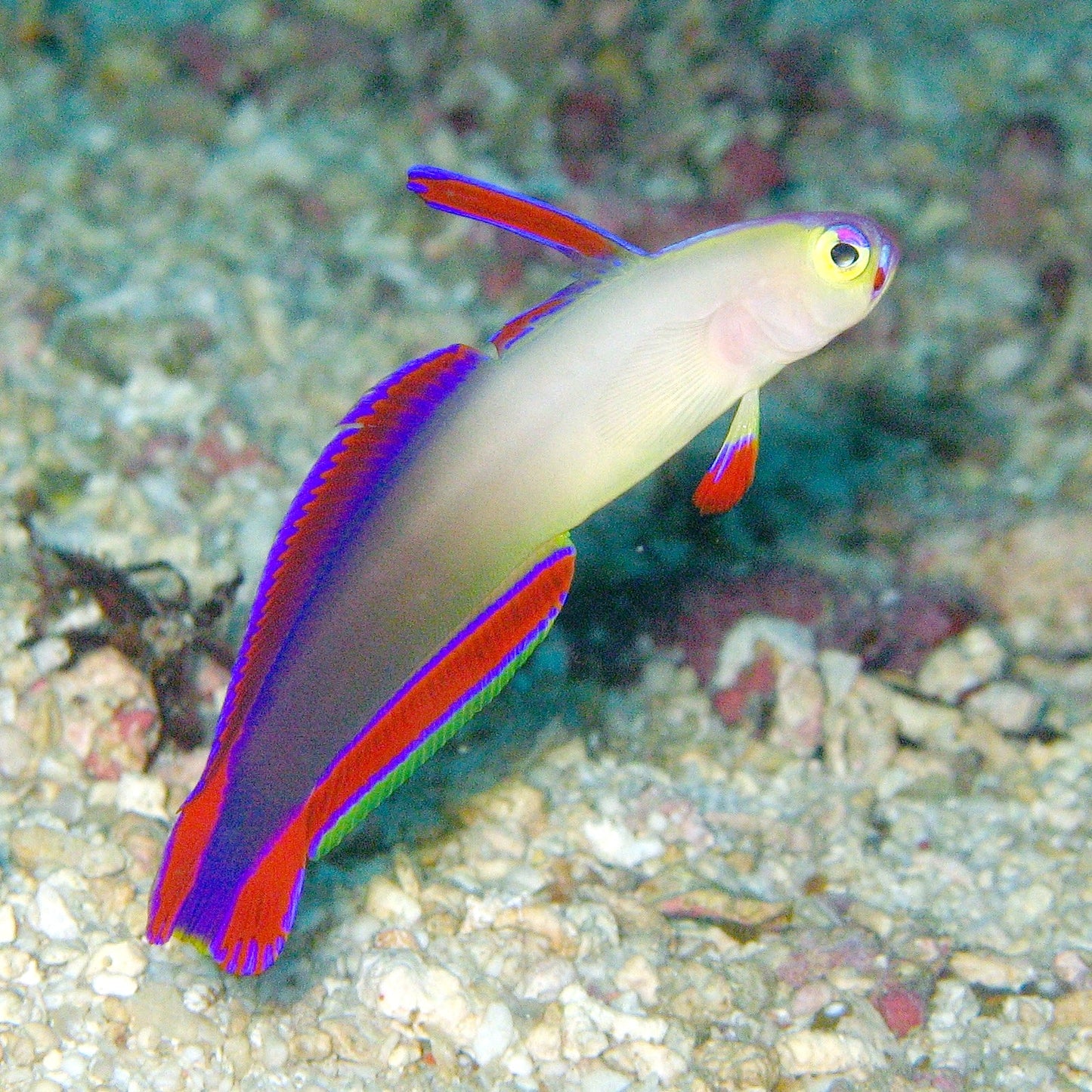 Live Fish|Purple Firefish Goby - Nemateleotris decora|Cradle Coast Pet & Aquarium
