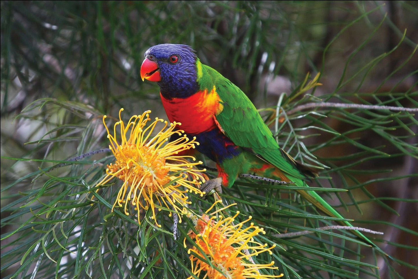 Live Birds|Rainbow Lorikeet - Trichoglossus moluccans|Cradle Coast Pet & Aquarium