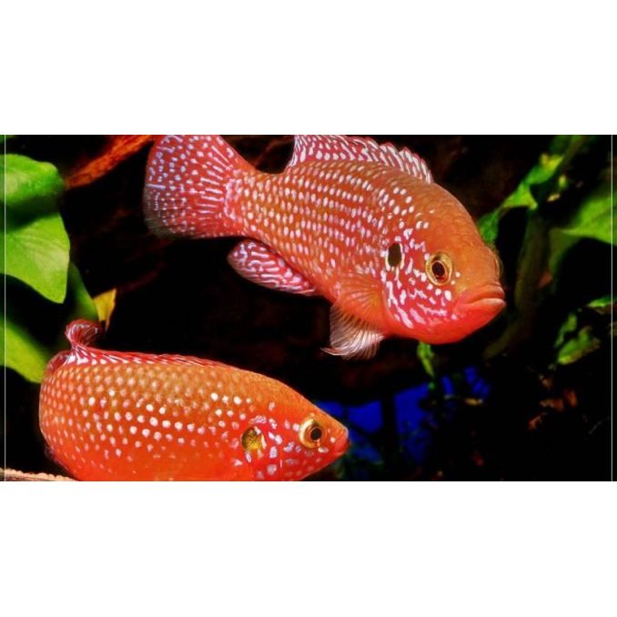 Live Fish|Red Forest Jewel Cichlid - Hemichromis lifalili|Cradle Coast Pet & Aquarium