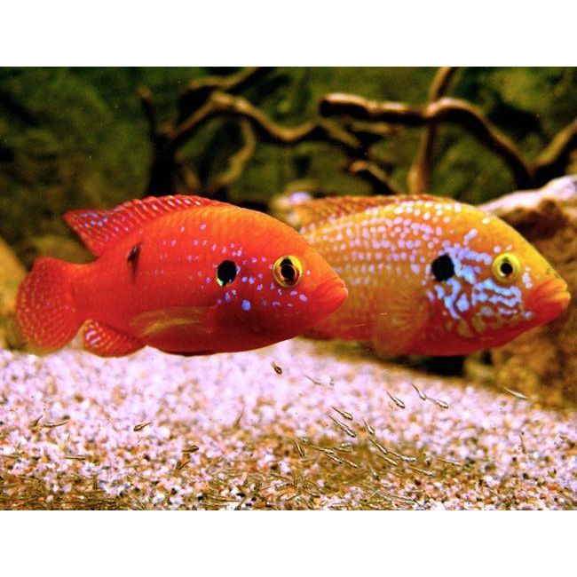 Live Fish|Red Forest Jewel Cichlid - Hemichromis lifalili|Cradle Coast Pet & Aquarium