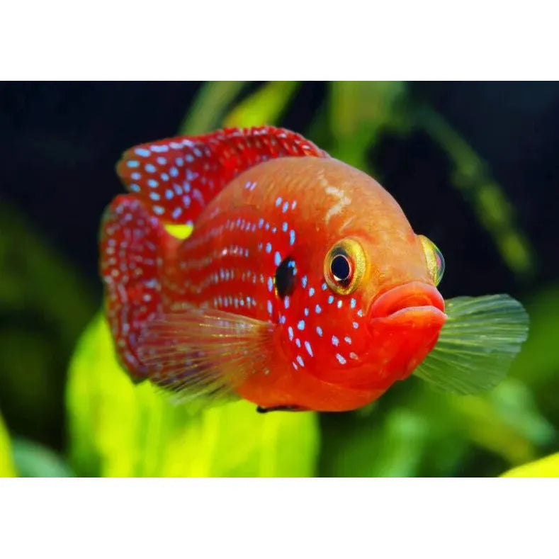 Live Fish|Red Forest Jewel Cichlid - Hemichromis lifalili|Cradle Coast Pet & Aquarium