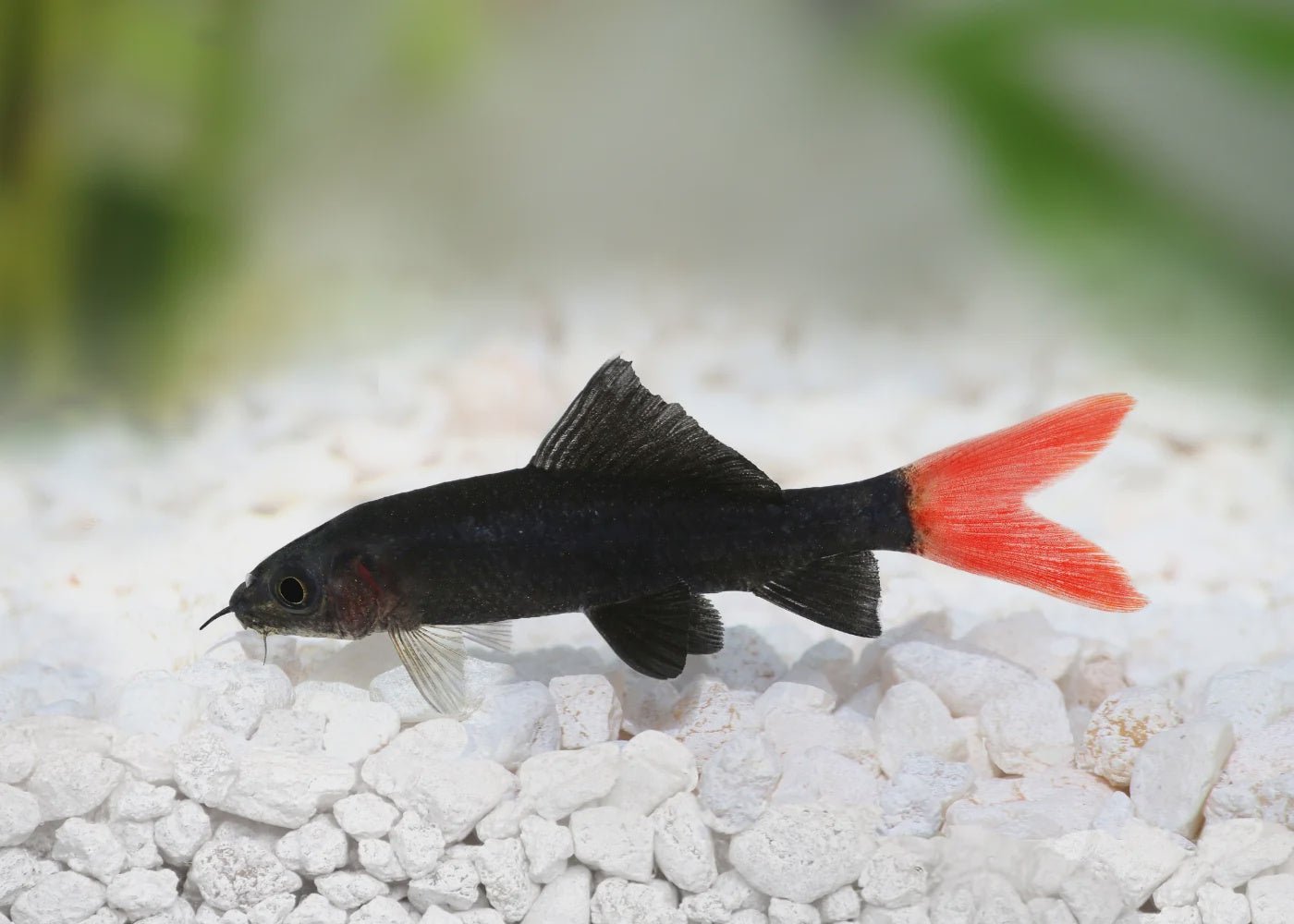 Freshwater Fish|Red Tail Black Shark - Epalzeorhynchos bicolor|Cradle Coast Pet & Aquarium