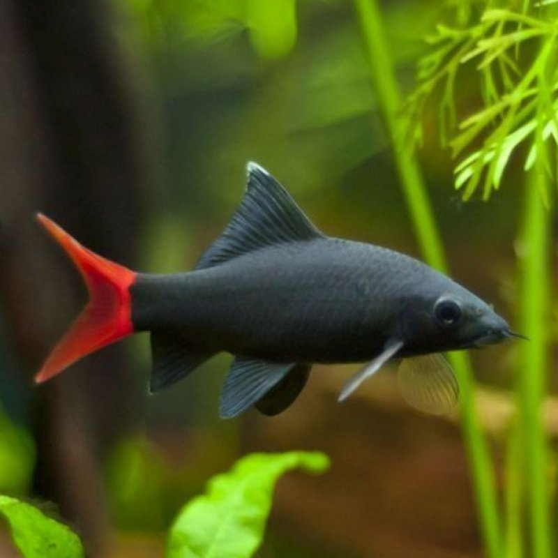 Freshwater Fish|Red Tail Black Shark - Epalzeorhynchos bicolor|Cradle Coast Pet & Aquarium