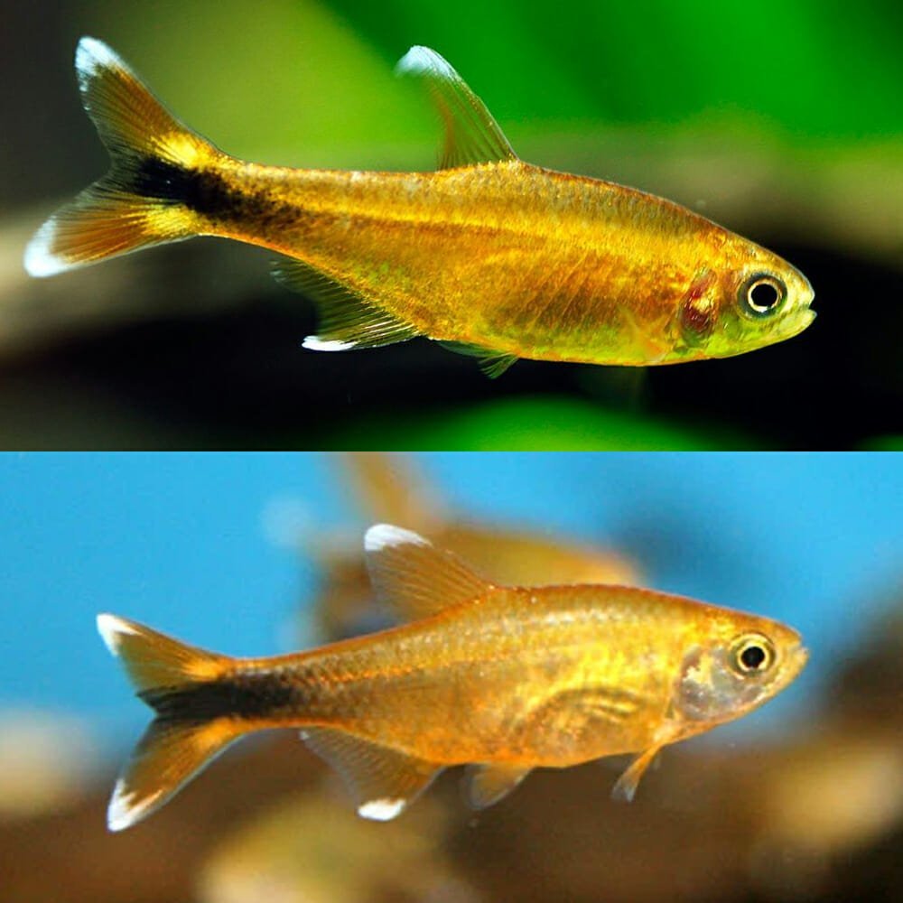 Live Fish|Silver Tip Tetra - Hasemanni nana|Cradle Coast Pet & Aquarium