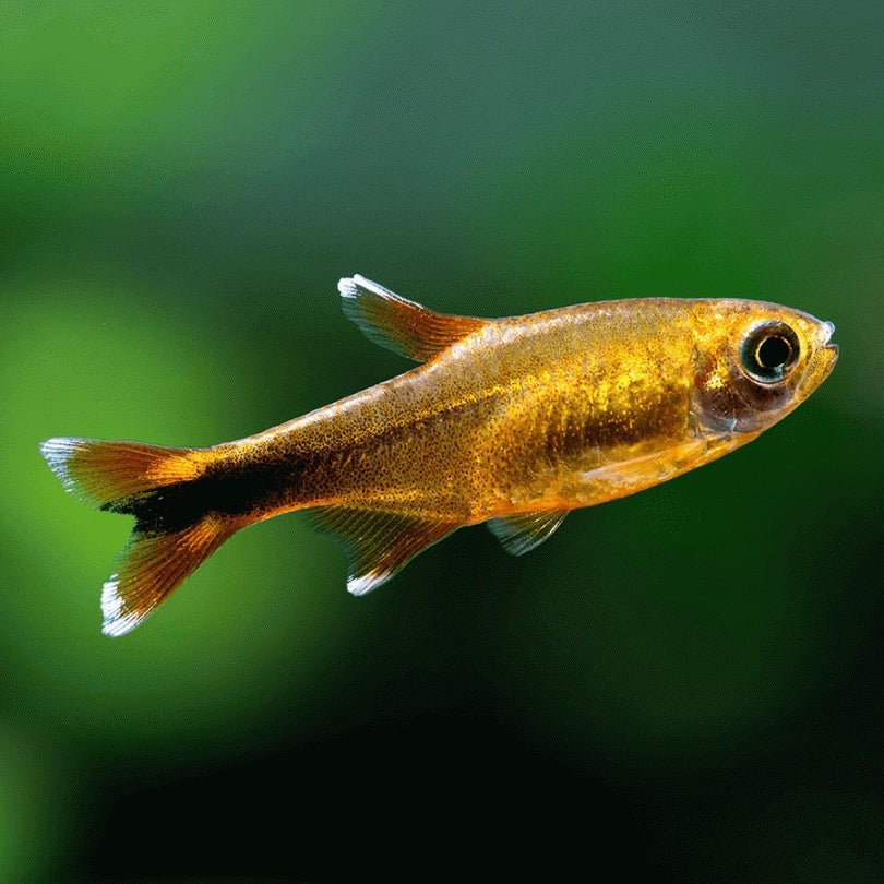 Live Fish|Silver Tip Tetra - Hasemanni nana|Cradle Coast Pet & Aquarium