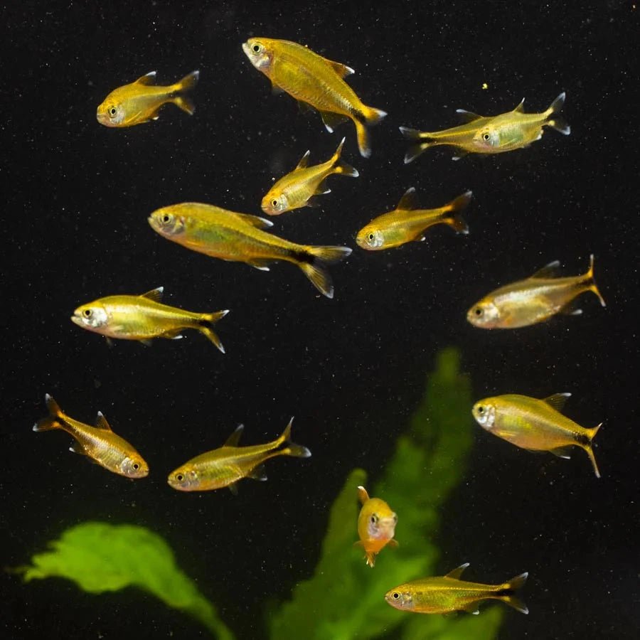 Live Fish|Silver Tip Tetra - Hasemanni nana|Cradle Coast Pet & Aquarium