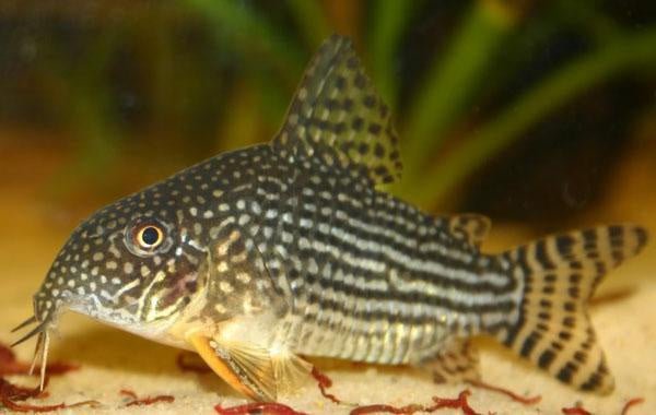 Catfish | Sterbai Cory - Corydoras sterbai | Cradle Coast Pet & Aquarium