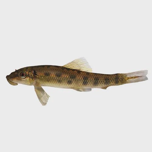 Catfish | Sucking Catfish - Gyrinocheilus aymonieri | Cradle Coast Pet & Aquarium