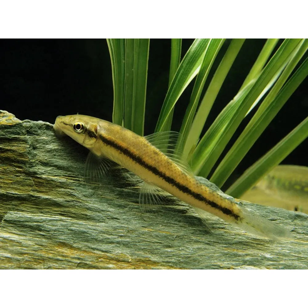Catfish | Sucking Catfish - Gyrinocheilus aymonieri | Cradle Coast Pet & Aquarium