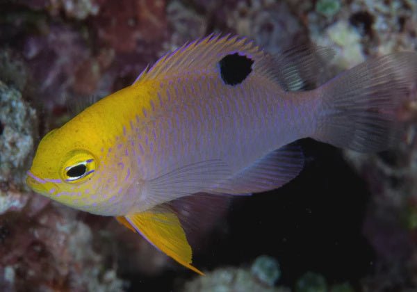 Live Fish|Talbots Damselfish - Chrysiptera talboti|Cradle Coast Pet & Aquarium
