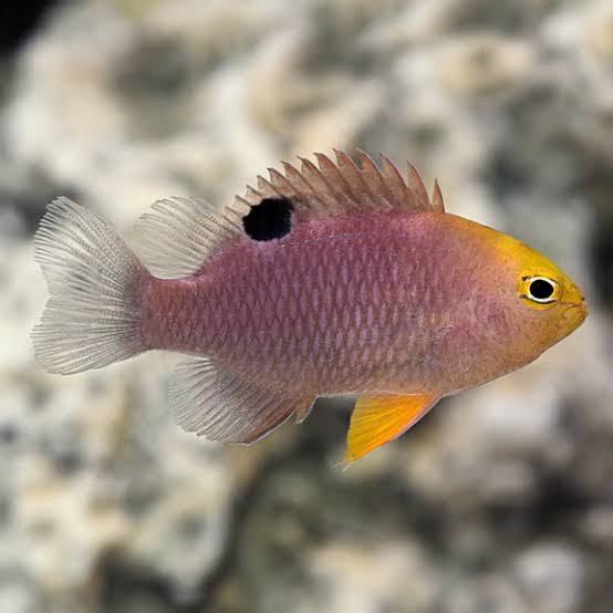 Live Fish|Talbots Damselfish - Chrysiptera talboti|Cradle Coast Pet & Aquarium