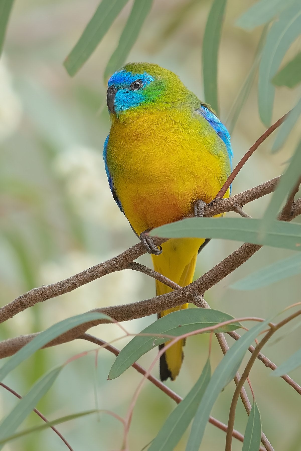 Live Birds|Turquoise Parrot - Neophema pulchella|Cradle Coast Pet & Aquarium