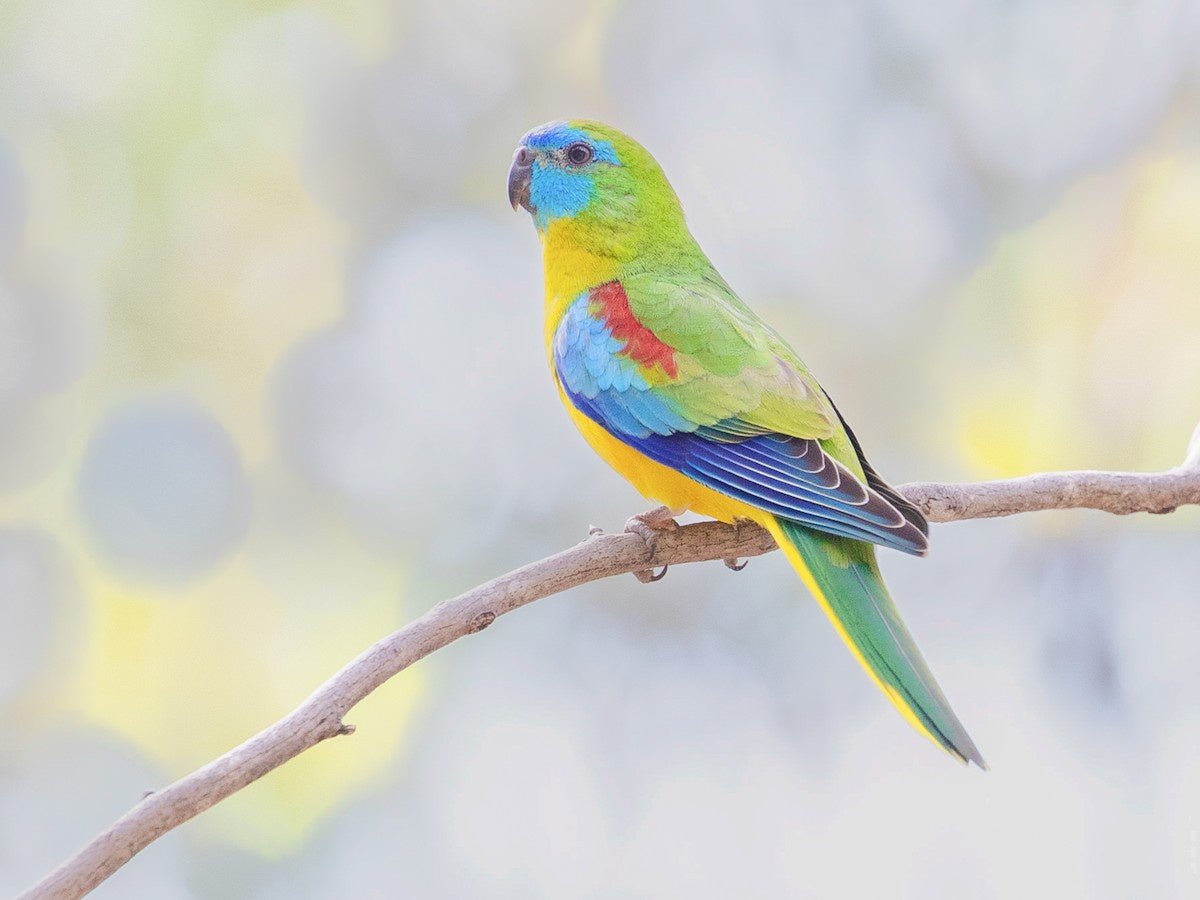Live Birds|Turquoise Parrot - Neophema pulchella|Cradle Coast Pet & Aquarium