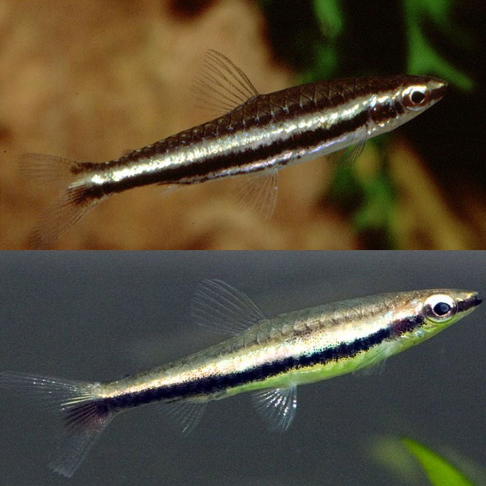 Freshwater Fish | Twin Striped Pencil Fish - Nannostomus digrammus | Cradle Coast Pet & Aquarium