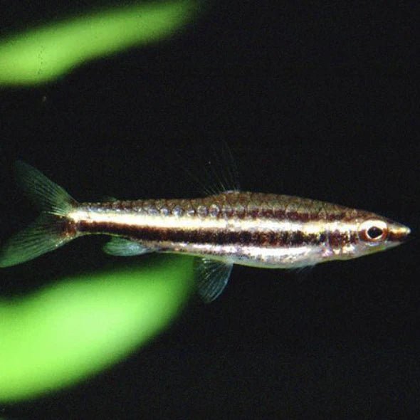 Freshwater Fish | Twin Striped Pencil Fish - Nannostomus digrammus | Cradle Coast Pet & Aquarium