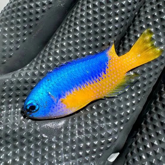 Marine Fish|Yellow Belly Damselfish - Chrysiptera hemicyanea|Cradle Coast Pet & Aquarium
