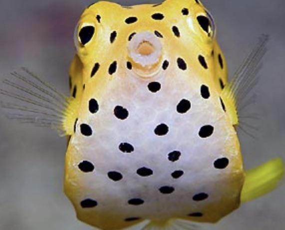 Live Fish|Yellow Boxfish - Ostracion cubicus|Cradle Coast Pet & Aquarium