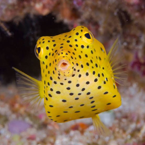 Live Fish|Yellow Boxfish - Ostracion cubicus|Cradle Coast Pet & Aquarium