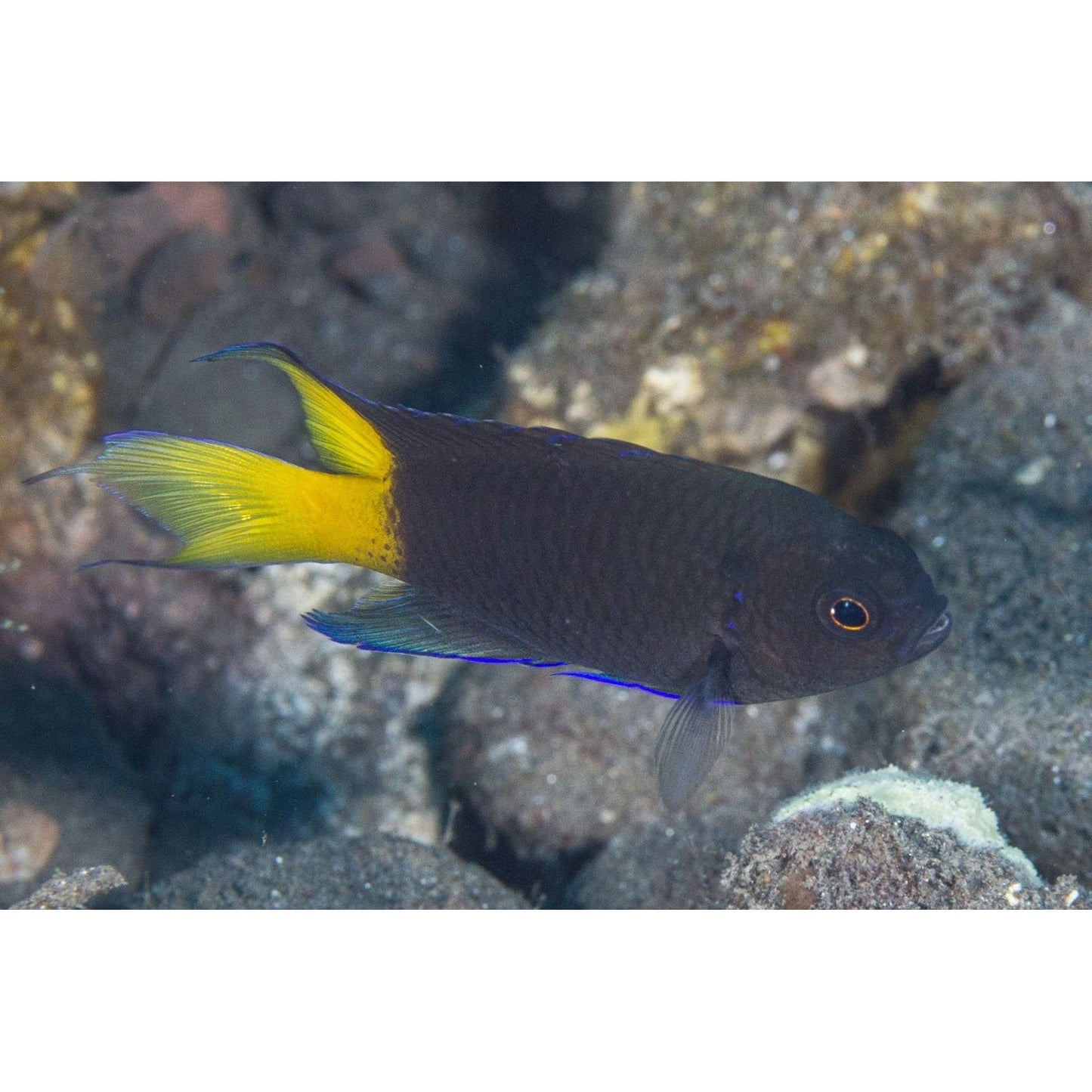 Marine Fish|Yellow Tail Damsel - Neopomacentrus azysron|Cradle Coast Pet & Aquarium