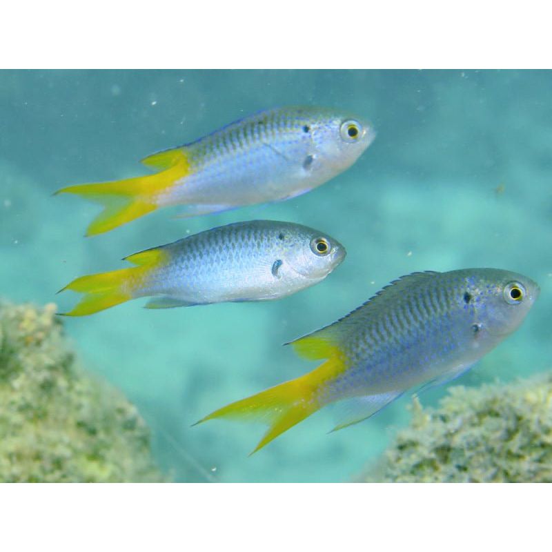 Marine Fish|Yellow Tail Damsel - Neopomacentrus azysron|Cradle Coast Pet & Aquarium