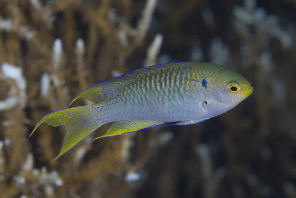 Live Fish|Yellowtail Damselfish - Neopomacentrus nemurus|Cradle Coast Pet & Aquarium