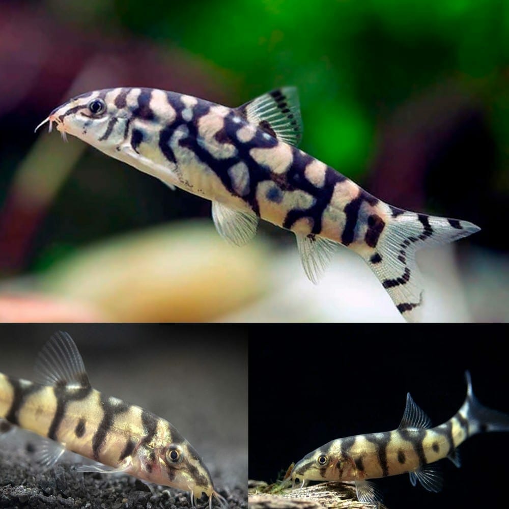 Live Fish|Yo Yo Loach - Botia lohachata|Cradle Coast Pet & Aquarium