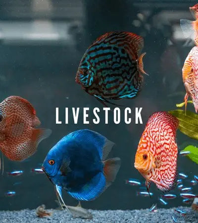 Livestock Cradle Coast Pet & Aquarium