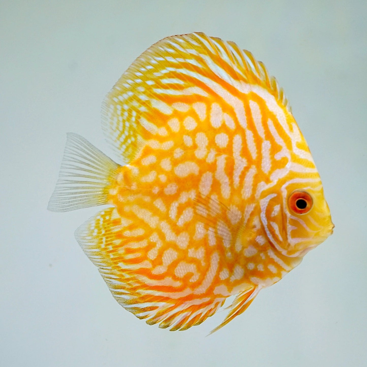 yellow pigeon checkerboard discus - symphosodon sp. - cradle coast pet & aquarium