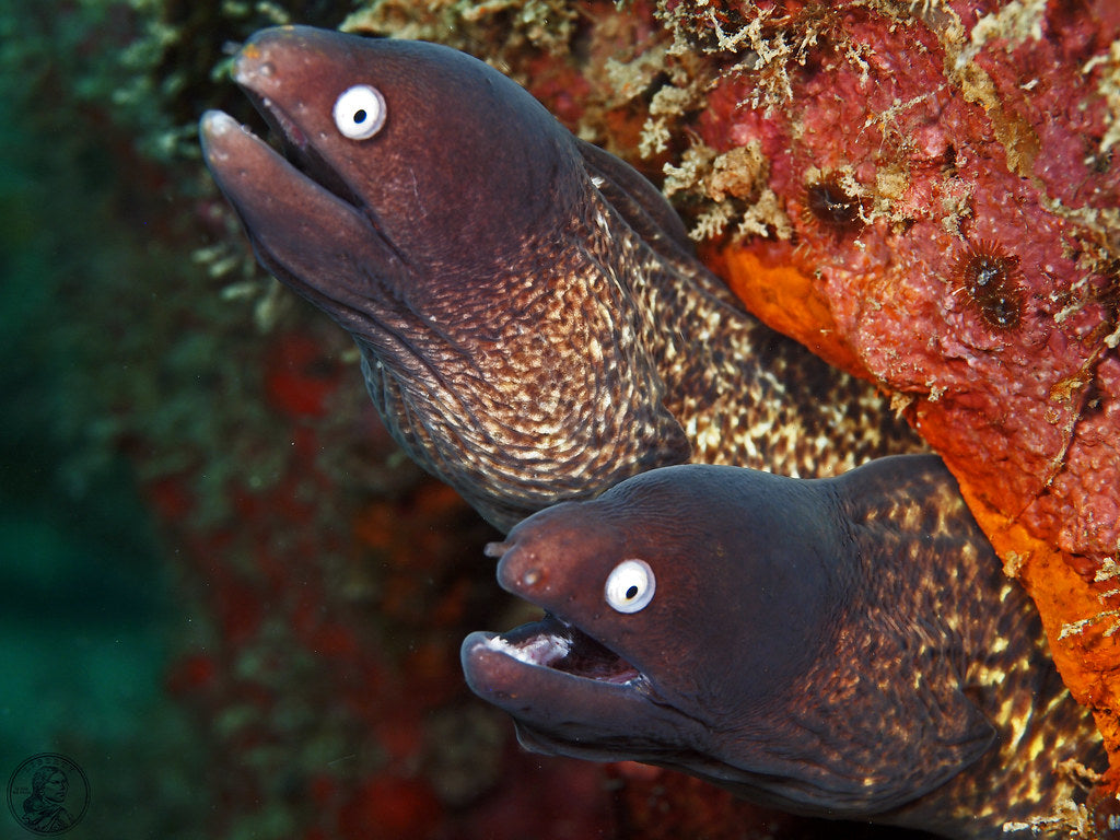 white eyed eel - siderea thyrsoidea