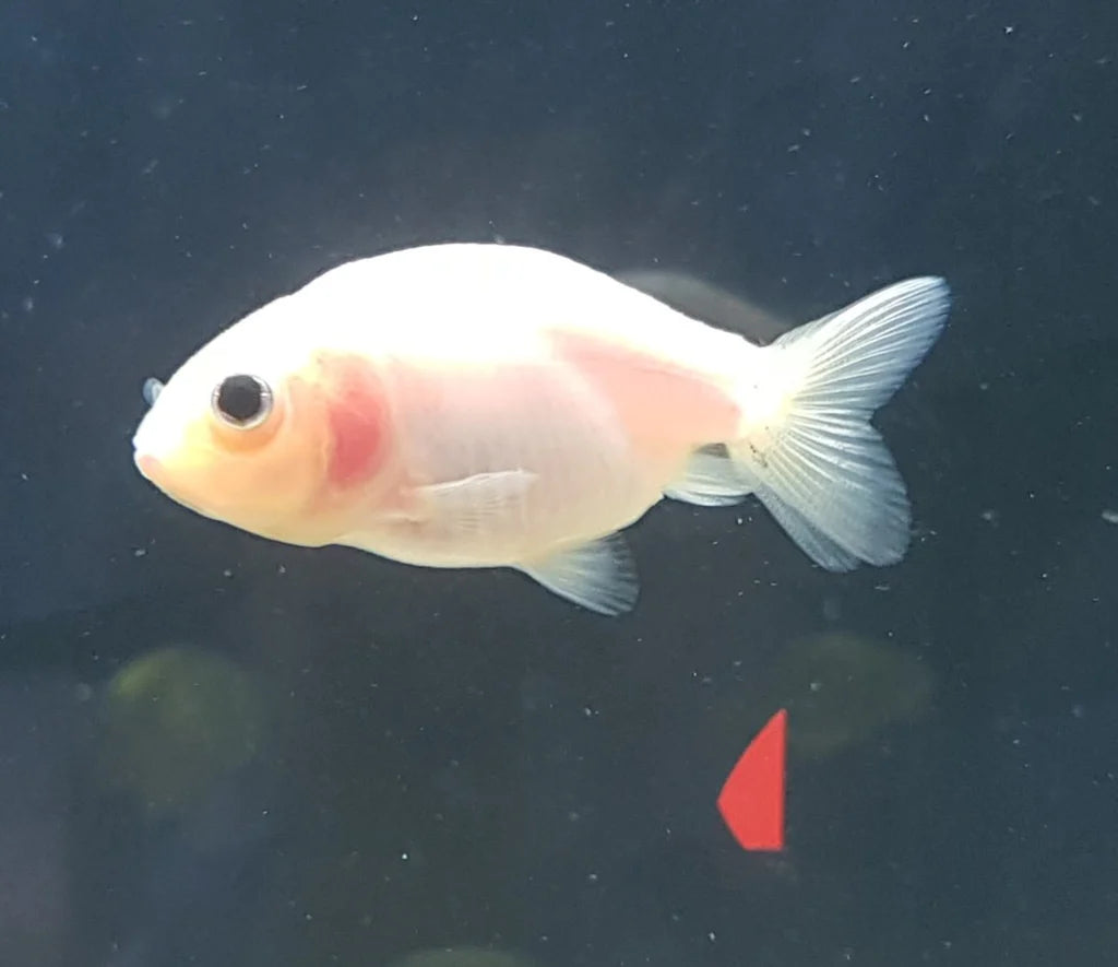 white/pink ranchu - carassius auratus - cradle coast pet & aquarium