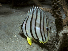 eight striped butterfly - chaetodon octofasciatus