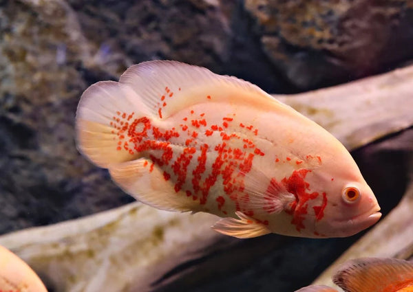 Albino Tiger Oscar - Astronutus ocellatus