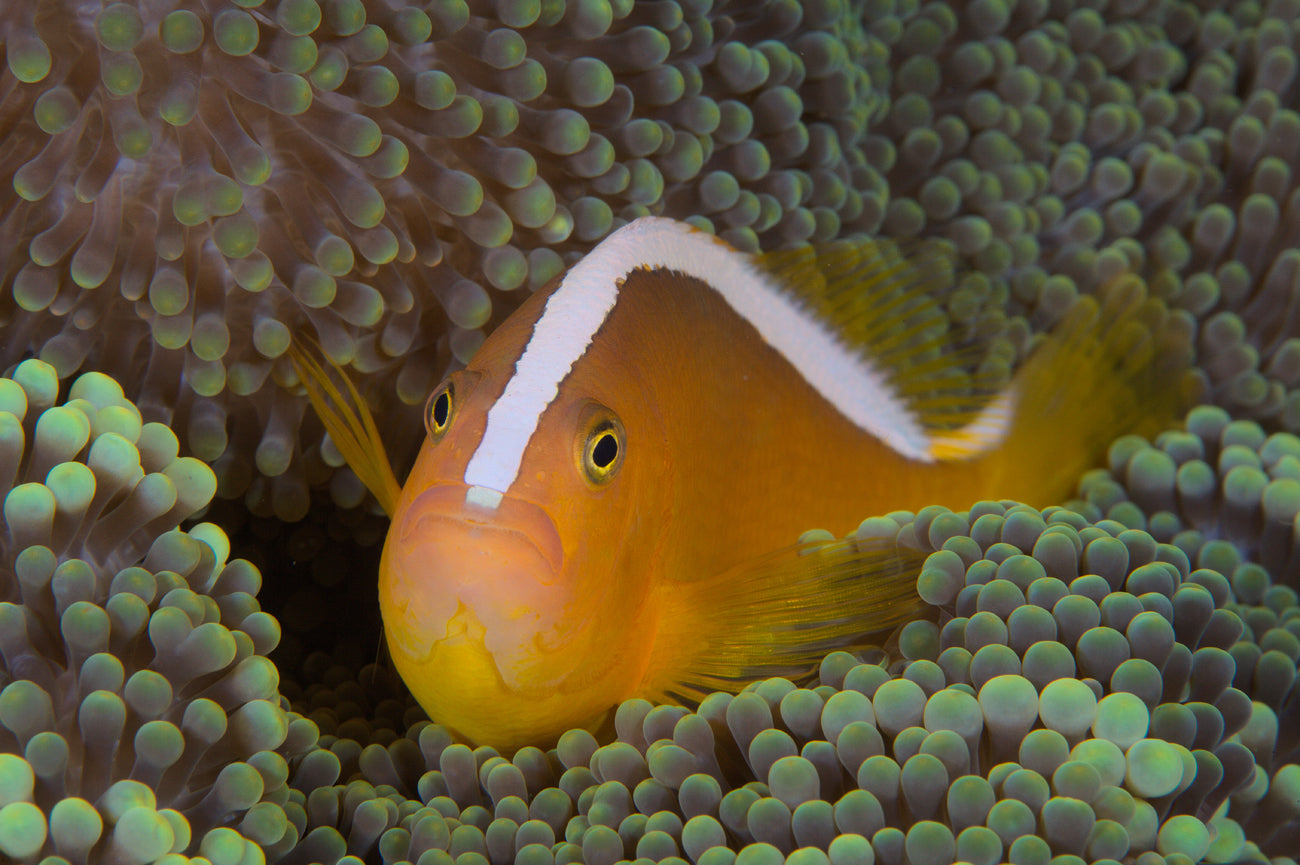 orange skunk clownfish - amphiprion akallopisos