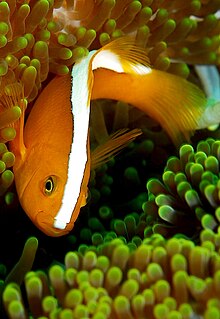 orange skunk clownfish - amphiprion akallopisos