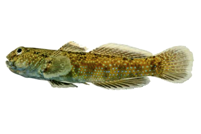 common goby - bathygobius fuscus