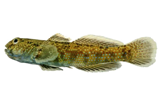 Common Goby - Bathygobius fuscus