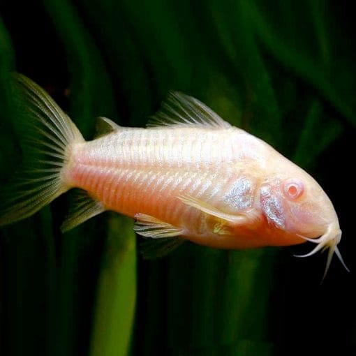 Albino Corydoras - Corydoras aeneus