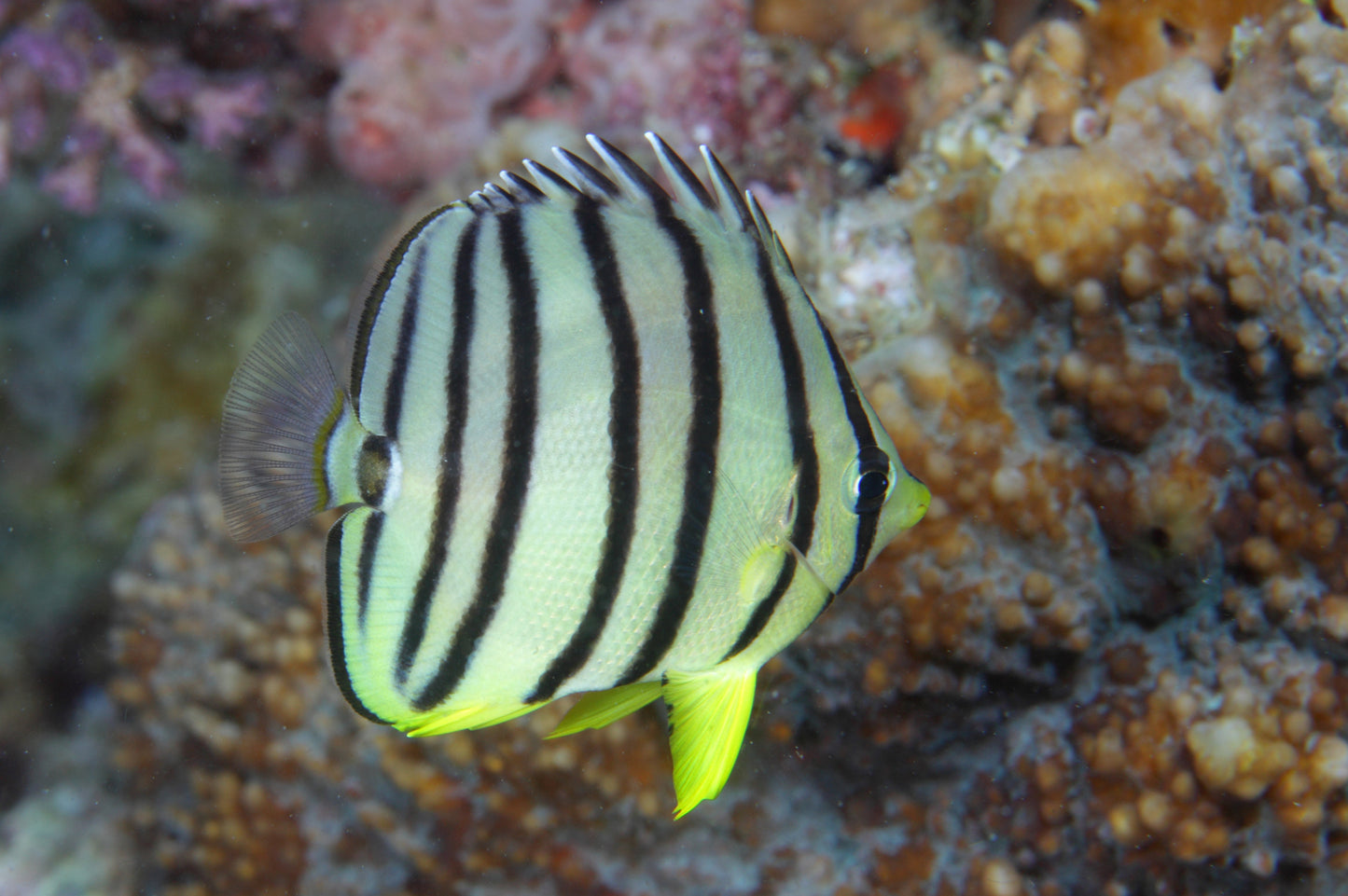 eight striped butterfly - chaetodon octofasciatus