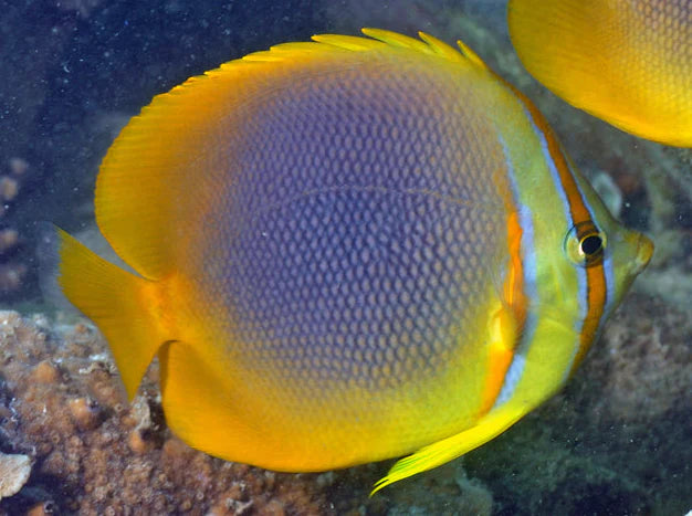 gold striped butterfly - chaetodon aurefasciatus